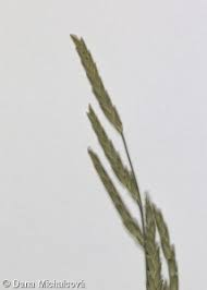 Attēlu rezultāti vaicājumam “Glyceria fluitans leaf”