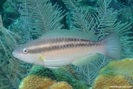 Image result for Scarus taeniopterus