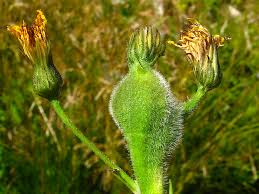 Attēlu rezultāti vaicājumam “Aulacidea hieracii”