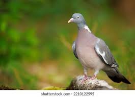 Attēlu rezultāti vaicājumam “Columba palumbus adult”