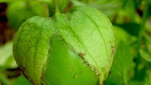 Attēlu rezultāti vaicājumam “Fruticola fruticum”