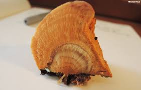 Attēlu rezultāti vaicājumam “Hapalopilus croceus”