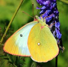 Attēlu rezultāti vaicājumam “Colias palaeno”