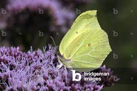 Attēlu rezultāti vaicājumam “Gonepteryx rhamni male”