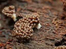 Attēlu rezultāti vaicājumam “Claustria didermoides stalked”