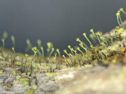 Attēlu rezultāti vaicājumam “Chaenotheca chrysocephala”