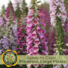 Attēlu rezultāti vaicājumam “Digitalis purpurea”