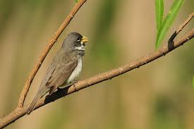 Attēlu rezultāti vaicājumam “Collaria sp.”