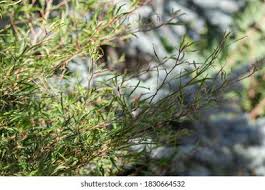 Attēlu rezultāti vaicājumam “Fagus sylvatica fo. laciniata”