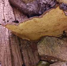 Attēlu rezultāti vaicājumam “Inonotus leporinus”