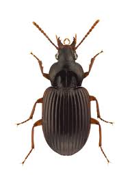 Attēlu rezultāti vaicājumam “Ostoma ferruginea”