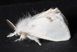 Attēlu rezultāti vaicājumam “Euproctis similis”