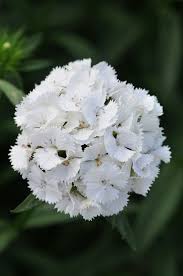 Image result for Dianthus barbatus