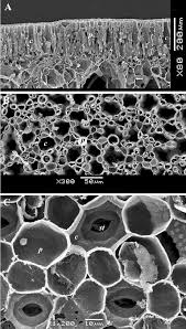 Attēlu rezultāti vaicājumam “Nymphaea candida leaf”
