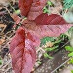 Attēlu rezultāti vaicājumam “Malus purpurea leaf”