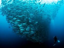 Image result for Tornado Divers