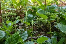 Attēlu rezultāti vaicājumam “Cypripedium calceolus leaf”
