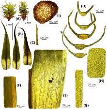 Attēlu rezultāti vaicājumam “Tortella inclinata”