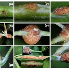 Attēlu rezultāti vaicājumam “Lasioptera rubi larva”