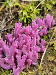 Attēlu rezultāti vaicājumam “Clavulina amethystina”