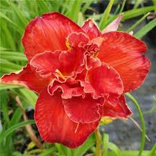 Image result for Hemerocallis `Moses Fire`