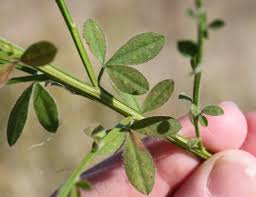 Attēlu rezultāti vaicājumam “Cytisus scoparius leaf”