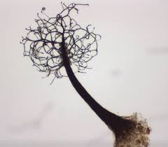 Attēlu rezultāti vaicājumam “Licea pusilla spores”