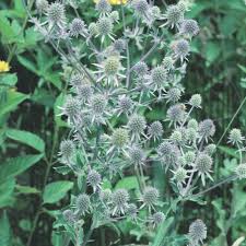 Attēlu rezultāti vaicājumam “Eryngium planum fruit”