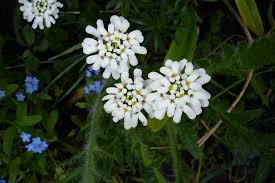 Image result for Schleifenblume