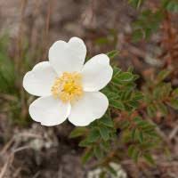 Attēlu rezultāti vaicājumam “Rosa glabrifolia”