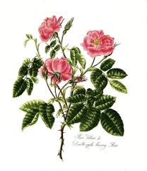 Attēlu rezultāti vaicājumam “Rosa villosa”