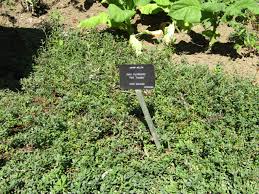 Attēlu rezultāti vaicājumam “Salix myrtilloides”