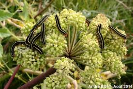 Attēlu rezultāti vaicājumam “Ceramica pisi”