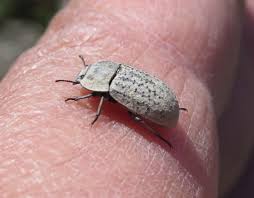 Attēlu rezultāti vaicājumam “Opatrum sabulosum”