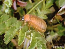 Attēlu rezultāti vaicājumam “Serica brunnea”