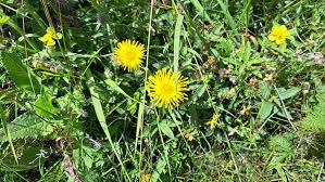 Image result for Inula hirta