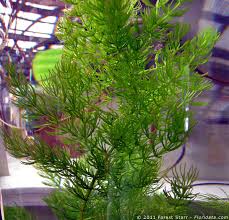 Attēlu rezultāti vaicājumam “Ceratophyllaceae”