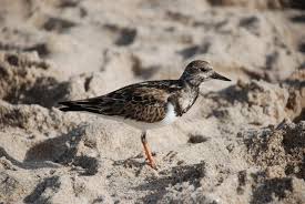 Attēlu rezultāti vaicājumam “Arenaria interpres”