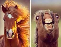 Image result for funniest picture ever