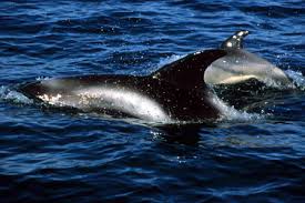 Image result for Lagenorhynchus albirostris