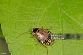 Attēlu rezultāti vaicājumam “Ectobius sylvestris female”