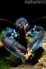 Image result for Homarus gammarus