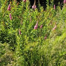 Attēlu rezultāti vaicājumam “Spiraea salicifolia”