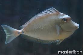 Image result for Naso unicornis