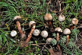 Attēlu rezultāti vaicājumam “Tulostoma fimbriatum”