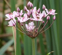Attēlu rezultāti vaicājumam “Butomus umbellatus”
