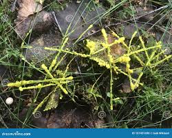 Attēlu rezultāti vaicājumam “Lignydium muscorum plasmodium”