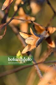 Attēlu rezultāti vaicājumam “Schisandra chinensis flower”