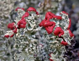 Attēlu rezultāti vaicājumam “Cladonia deformis”