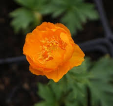 Image result for Trollblume